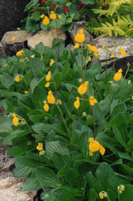 Calceolaria biflora